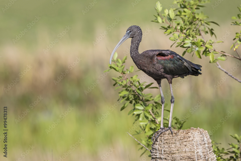 Glossy Ibis Perched on a Tree Stump - Florida Glossy Ibis Perched on a Tree Stump - Florida