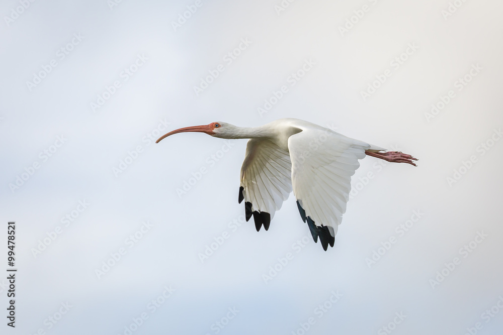 Fototapeta premium White Ibis in Flight - Florida