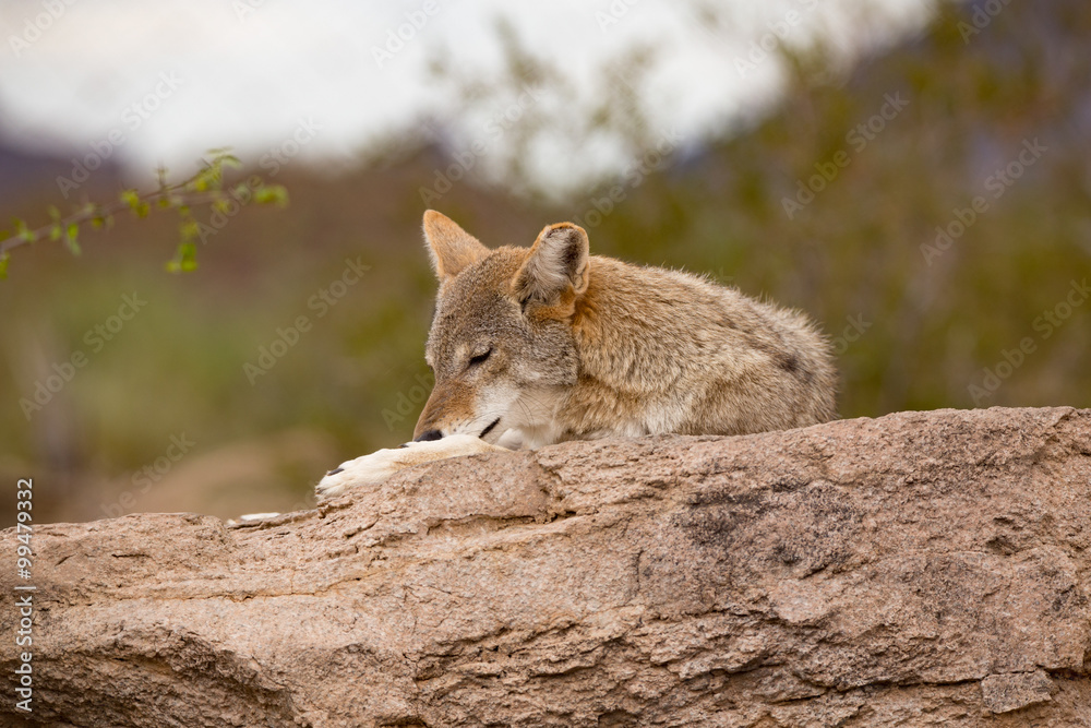 Desert Coyote arazona lounging on a rock grooming Desert Coyote arazona lounging on a rock grooming