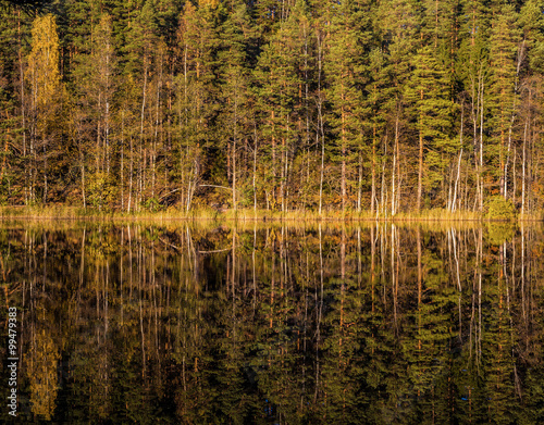 autumn reflections in Finnish forest