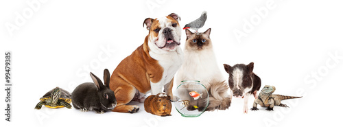 Collection of Domestic Pets Together photo