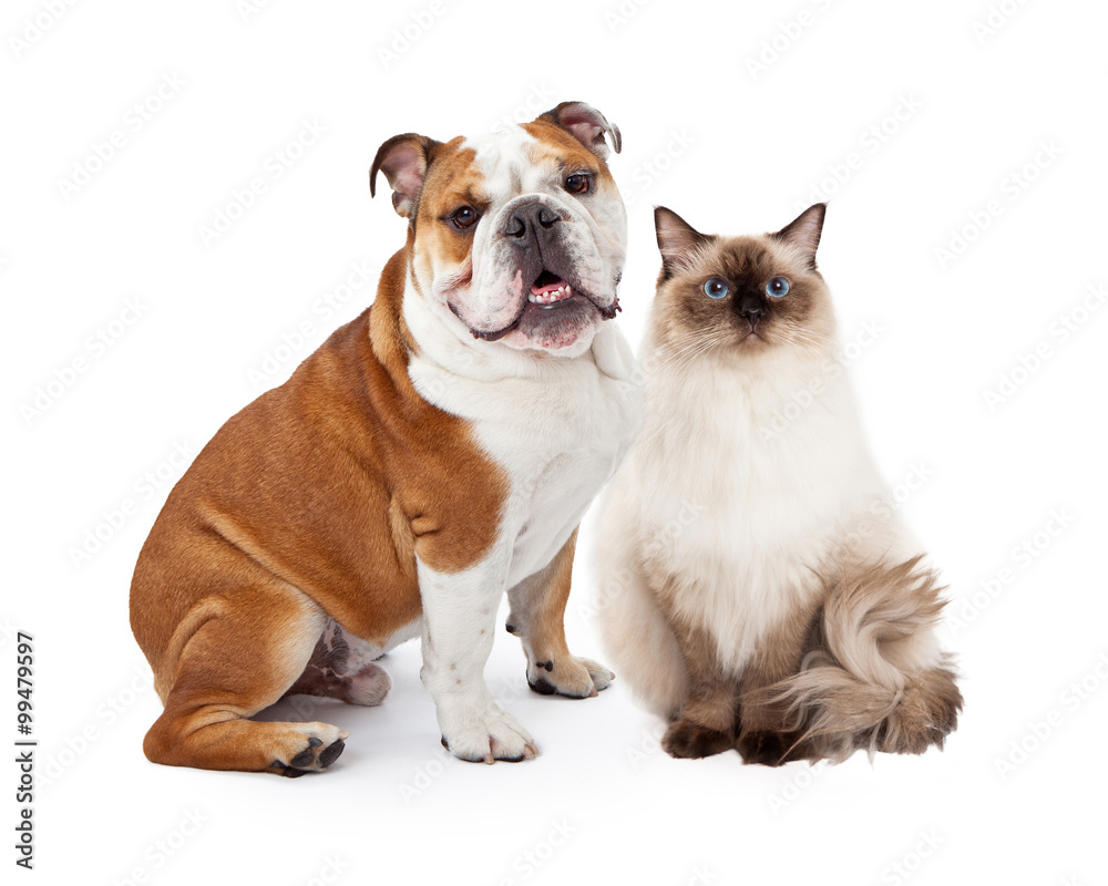 English Bulldog and Ragdoll Cat Sitting Together English Bulldog and Ragdoll Cat Sitting Together