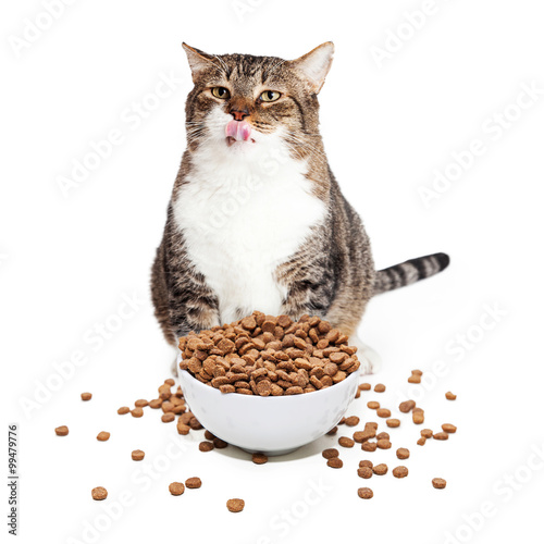 Fototapeta Naklejka Na Ścianę i Meble -  Fat Cat Eating Heaping Bowl of Food