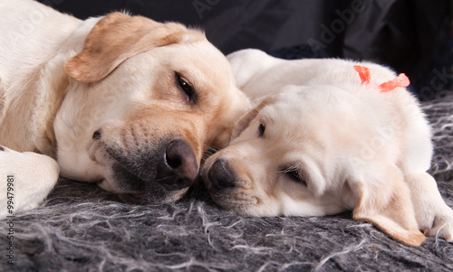 Labrador puppy dozing with his mother © annatronova