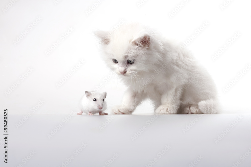Kitten and mouse, studio shot Kitten and mouse, studio shot