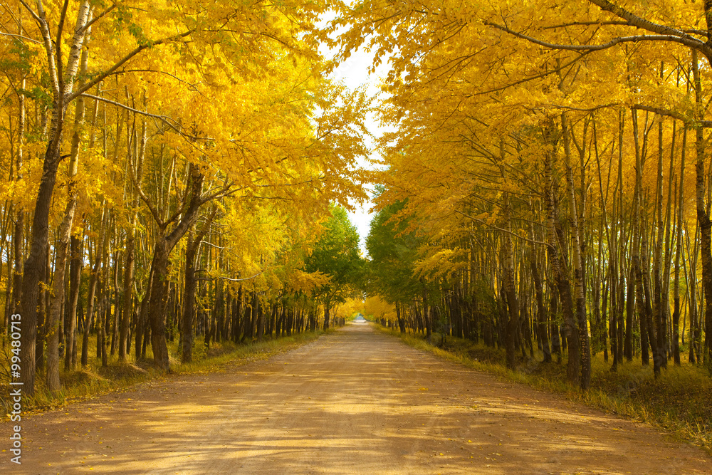 Naklejka premium Road lined with trees in autumn