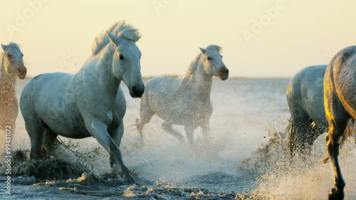 Camargue animal horses livestock cowboy running water  photo