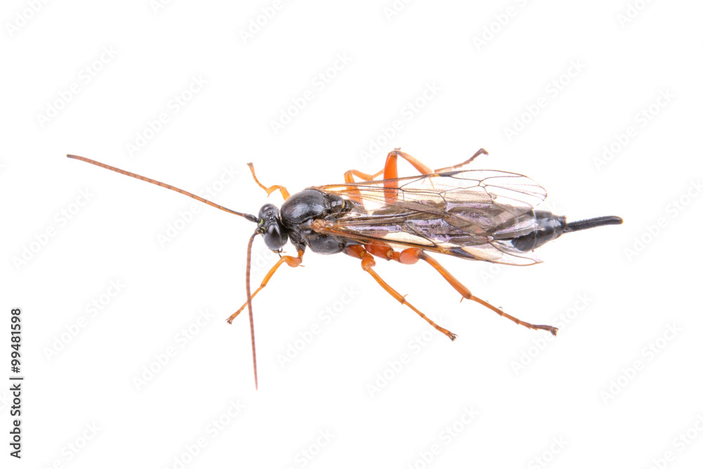 Fly with long foots on a white background