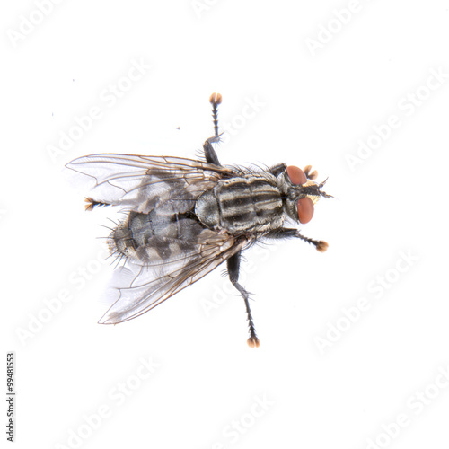 Black fly on a white background