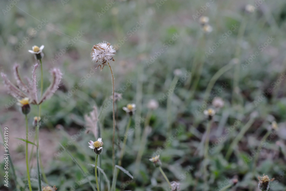 wildflower wildflower