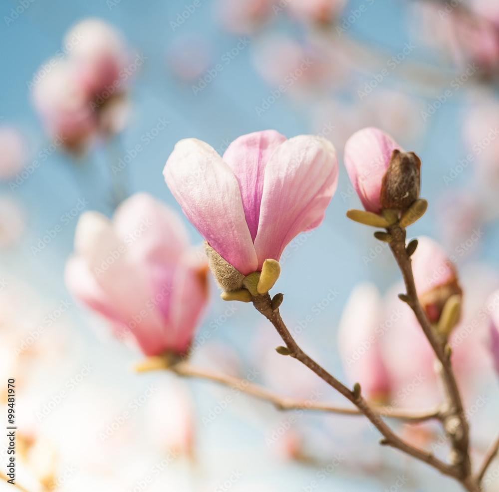 Fototapeta premium Magnolia Pink Flowers