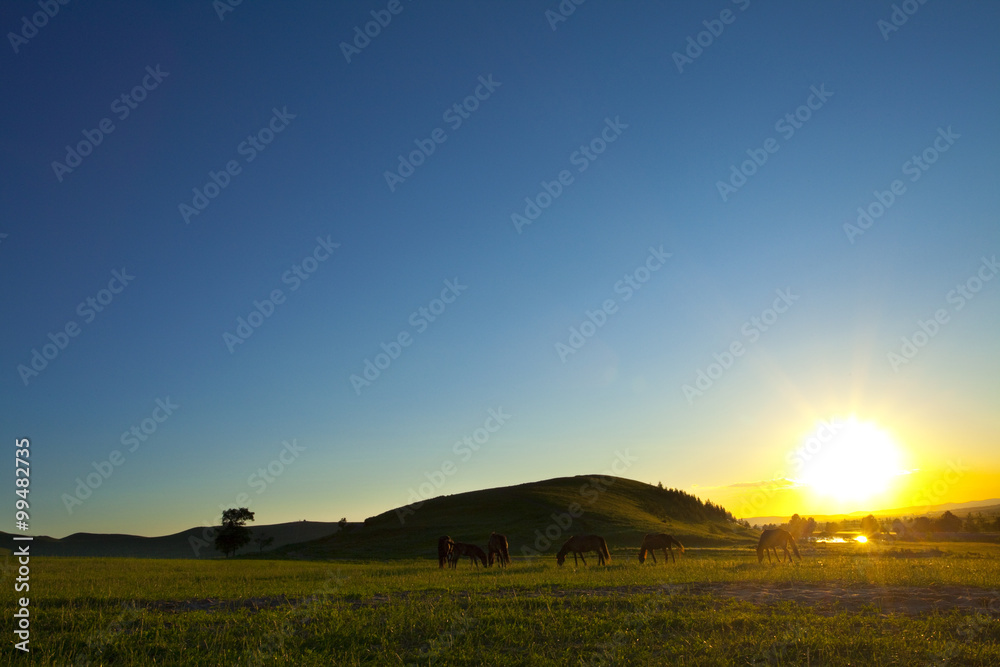 Sun rising over a field of grazing cattle