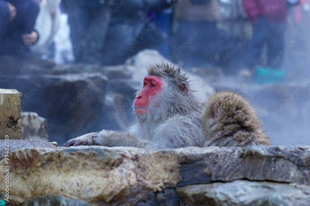 Fototapeta premium Snow Monkey at Jigokudani Onsen in Nagano, Japan 