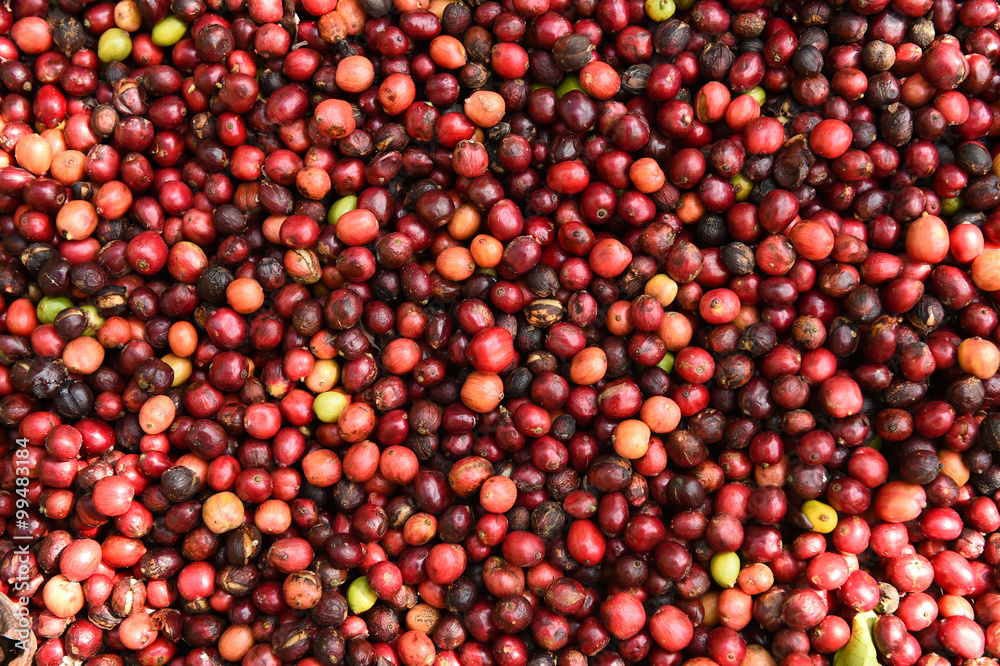 fresh coffee beans before roast. fresh coffee beans before roast.
