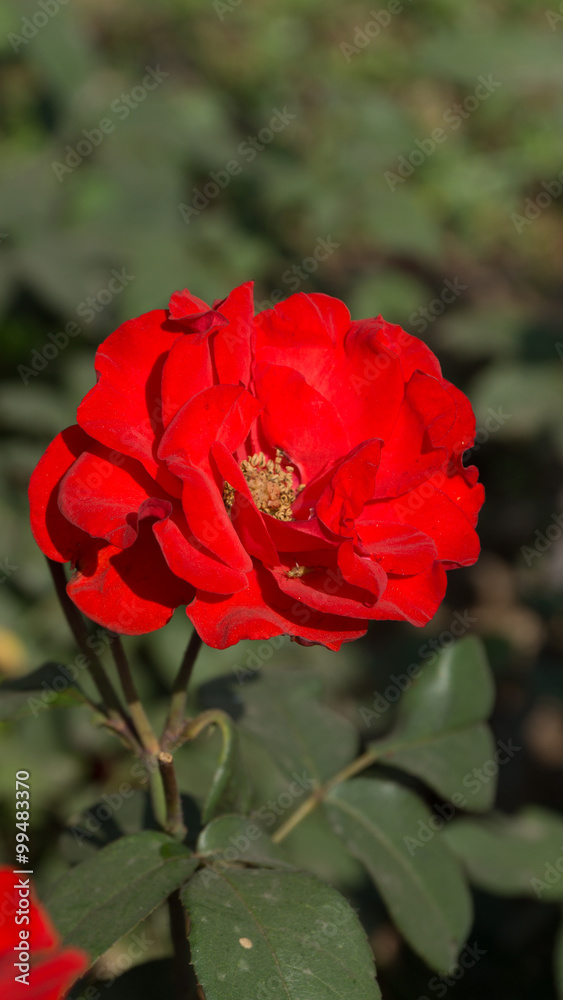 Obraz premium Seasonal Flower