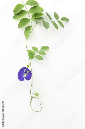 pea flower