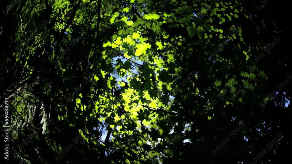 Environment canopy green leaf trees sunlight nature rural Ecotourism Park Environment canopy green leaf trees sunlight nature rural Ecotourism Park