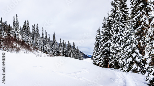 Snow covered Fields and Pine Trees at Sun Peaks Ski Resort