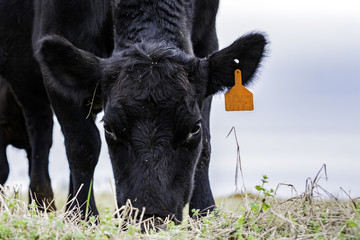 Foto auf Leinwand Kuh Close up of Black Angus cow grazing  © jackienix