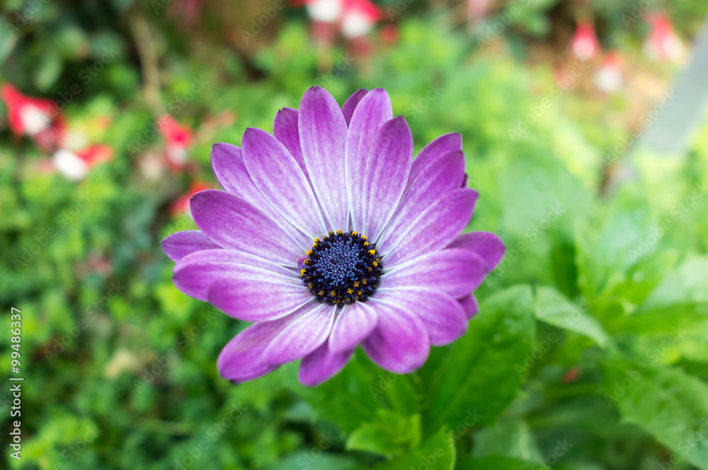 The purple flowers close up and their leaf in background The purple flowers close up and their leaf in background