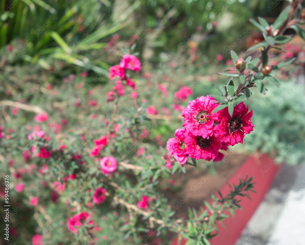 The pink flowers close up and their leaf in background The pink flowers close up and their leaf in background