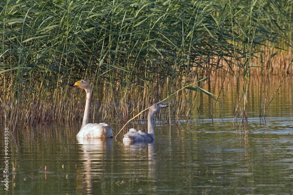 Family of whooper swan (Cygnus cygnus) swimming on the lake
Family of whooper swan (Cygnus cygnus) swimming on the lake