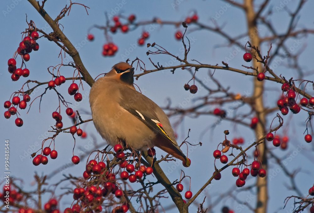 Obraz premium Bohemian Waxwing (Bombycilla garrulus) sitting on the hawthorn