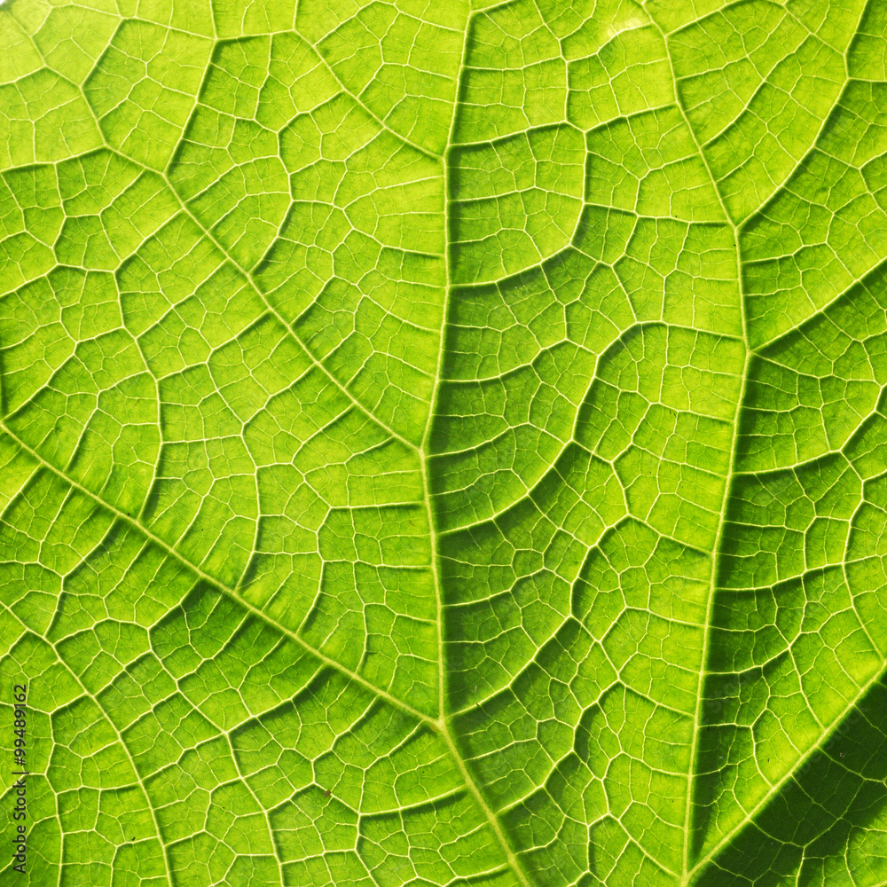 Fototapeta premium leaf texture