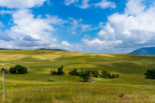 Beautiful summer paddock