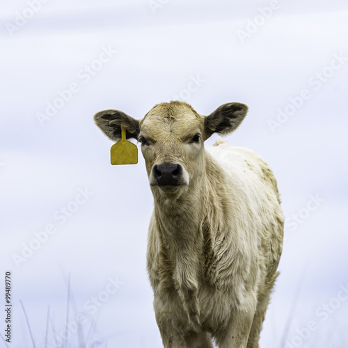 Square blond calf with yellow ear tag