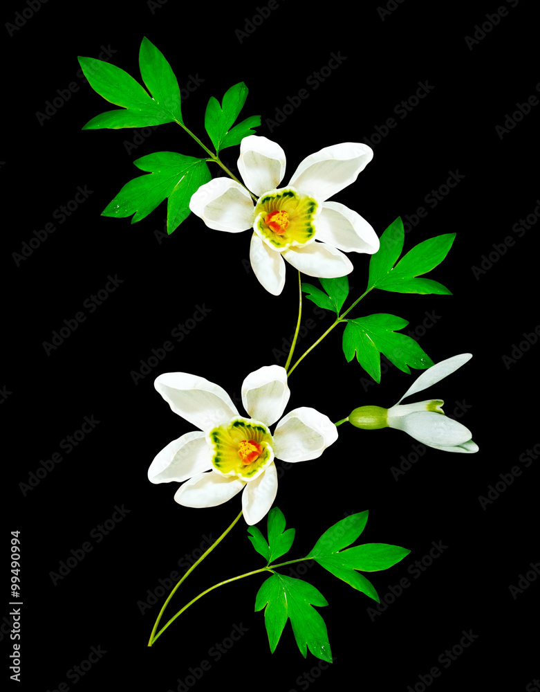 snowdrop flower isolated on black background snowdrop flower isolated on black background