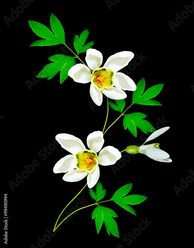 snowdrop flower isolated on black background