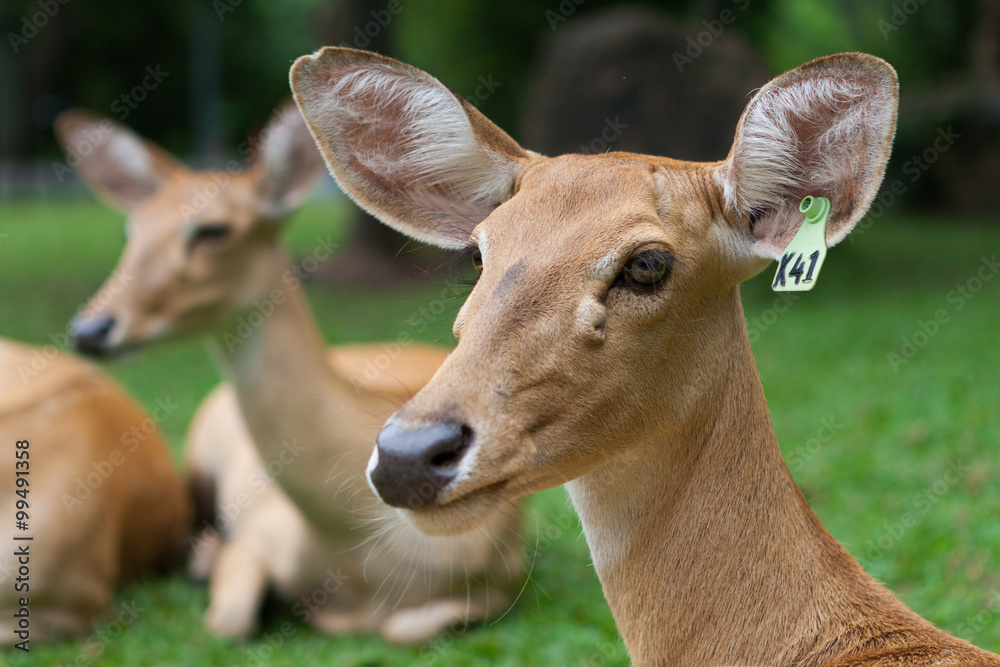 Deer in the zoo, Thailand. Deer in the zoo, Thailand.