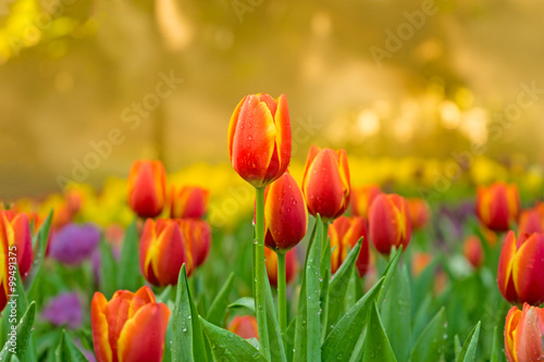 tulip flowers with Sunset light
