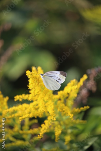 黄色い花とモンシロチョウ © ehime2020