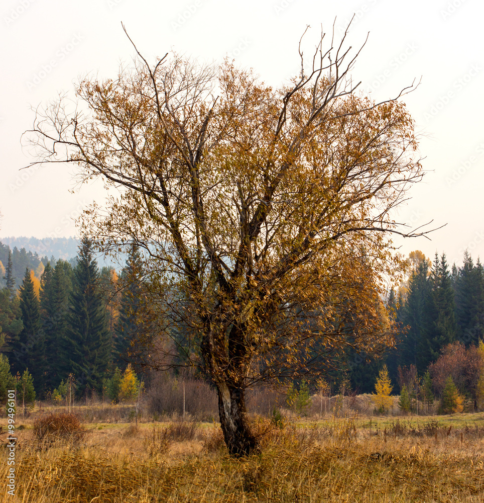 Fototapeta premium autumn trees without leaves