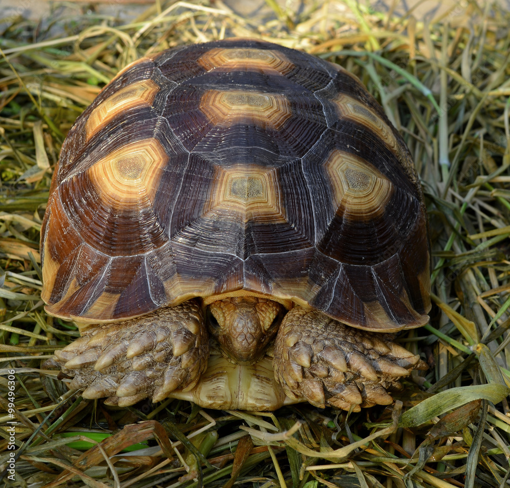 turtle turtle