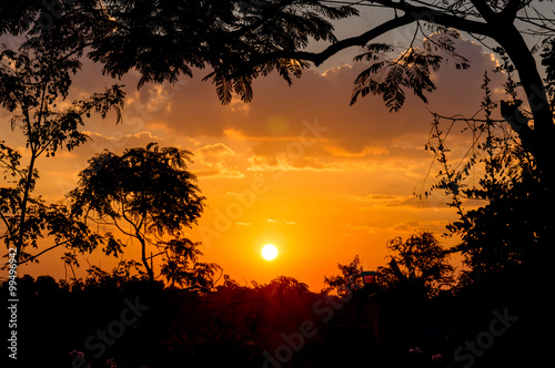 silhouette of tree, The atmosphere during sunrise