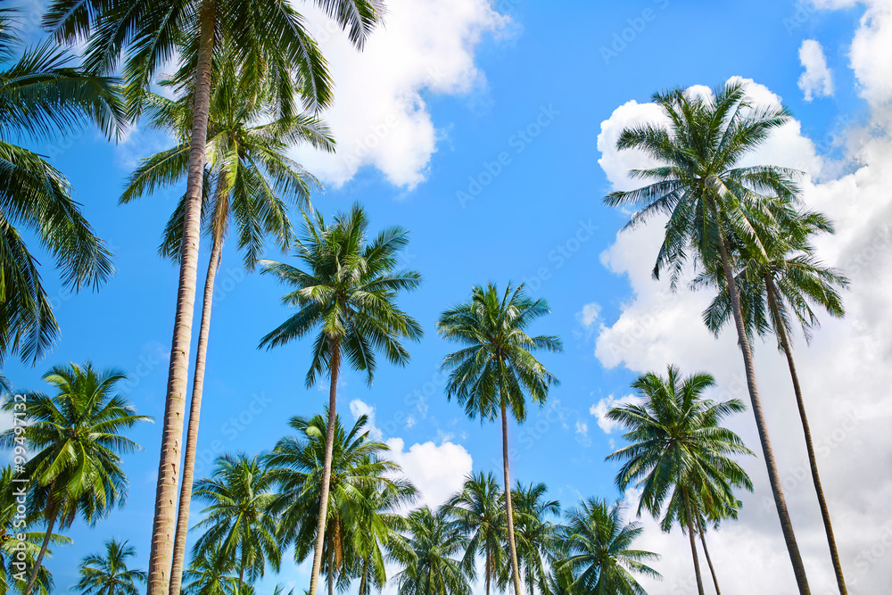 Nature And Tropical Trees. Branches Of Coconut  Palms Under Blue Sky, Beautiful Background.