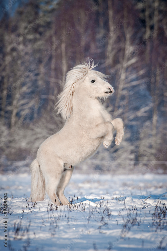 Fototapeta premium White shetland pony rearing up in winter