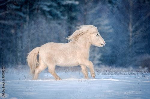 White shetland pony running gallop in winter