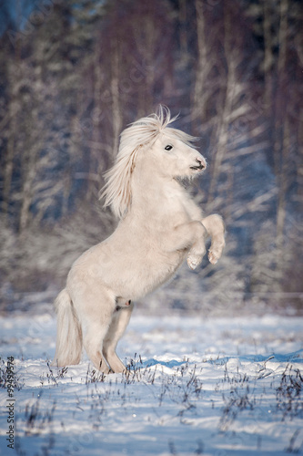 White shetland pony rearing up in winter