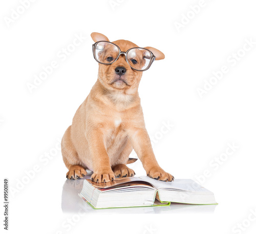 Funny little puppy with glasses reading a book