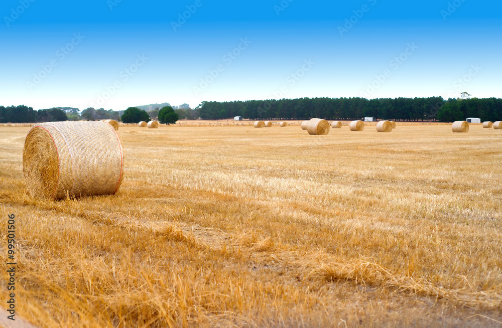 Countryside landscape with golden bales of hay