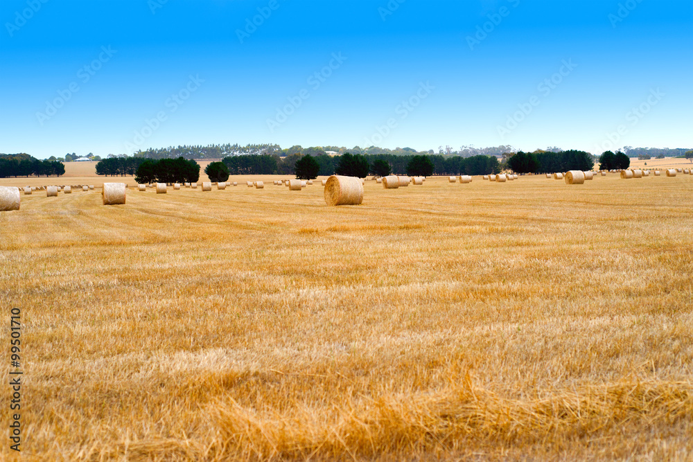 Countryside landscape with golden bales of hay