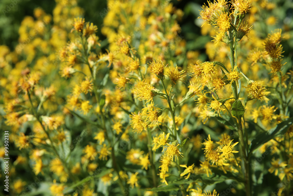 Obraz premium Goldrute - Solidago multiradiata