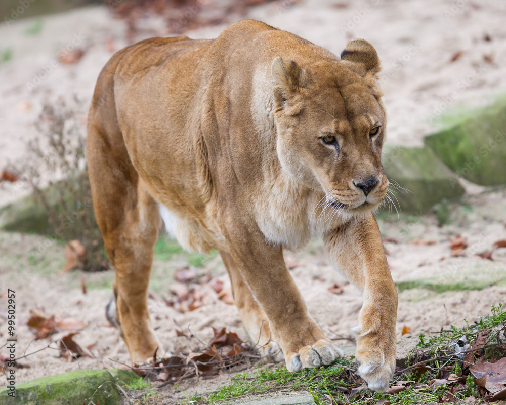 Fototapeta premium Lion on alert