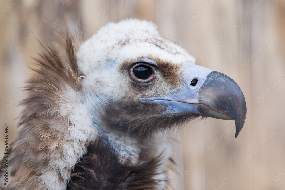 Face portrait of a Cinereous Vulture (Aegypius monachus) Face portrait of a Cinereous Vulture (Aegypius monachus)