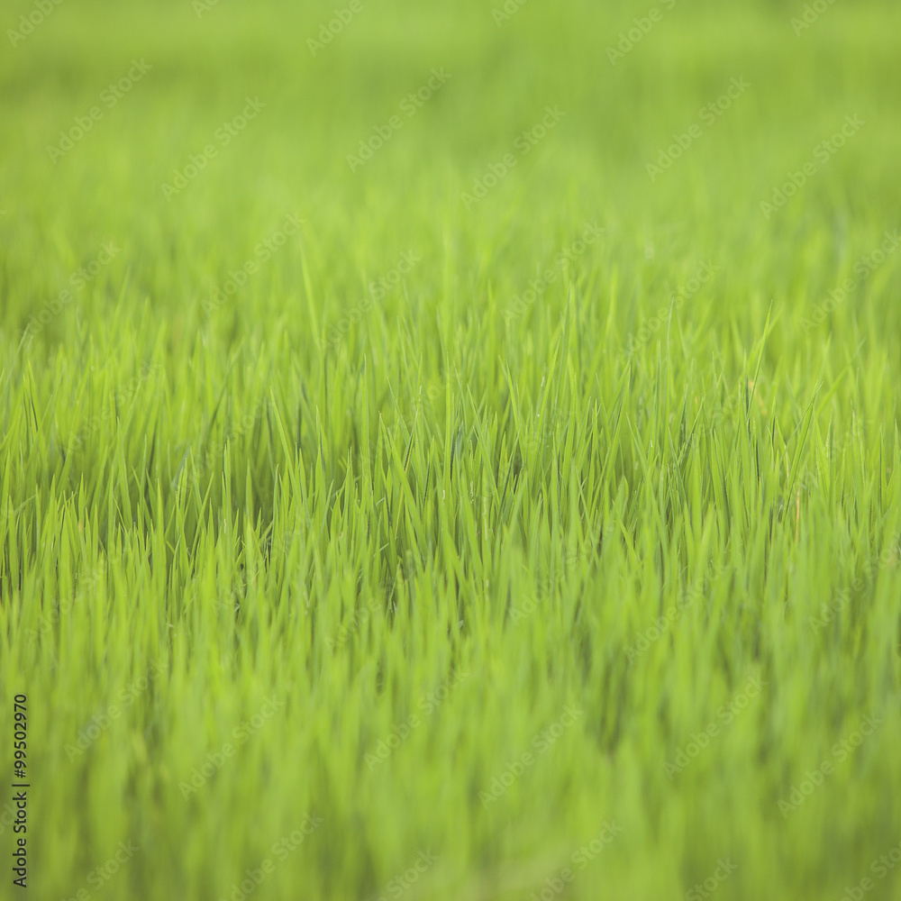 Vintage tone of  farm rice paddy field