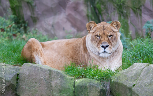 Lion resting in the green grass